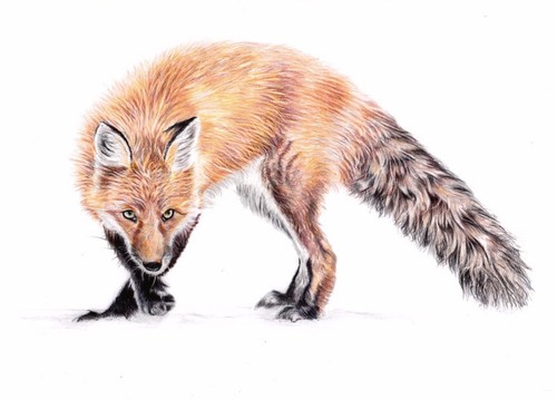 Red fox wildlife print of - red, a4