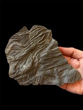 Fantastic! Large Crinoid Head Fossil Lyme Regis Jurassic - UK