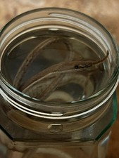 Wet Specimen - Malagasy Leaf