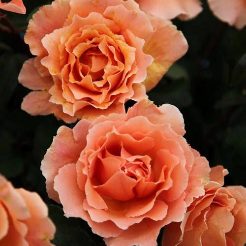 Just joey rose - bush, orange