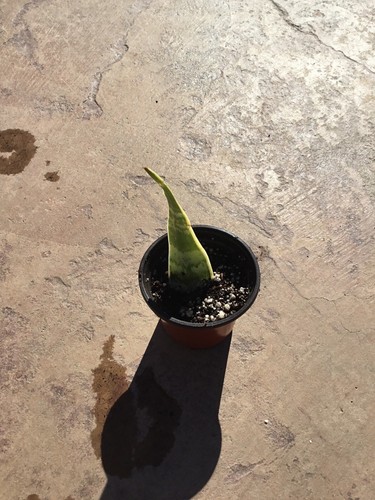 Snake plant sansevieria - snake,