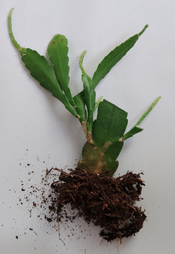 Epiphyllum cactus plant - cactus,