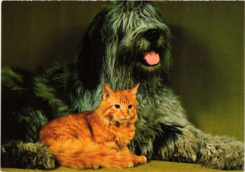 Cpm bobtail dogs - dogs, (717096)