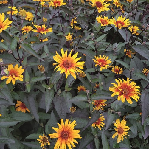 Heliopsis false sunflower - false,