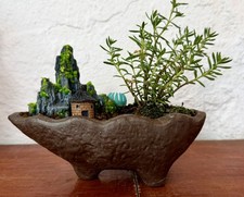 Crassula sarcocaulis hardy - crassula,