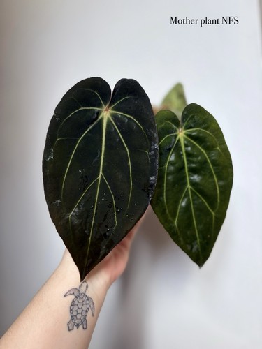 Anthurium carlablackiae bvep - anthurium, x