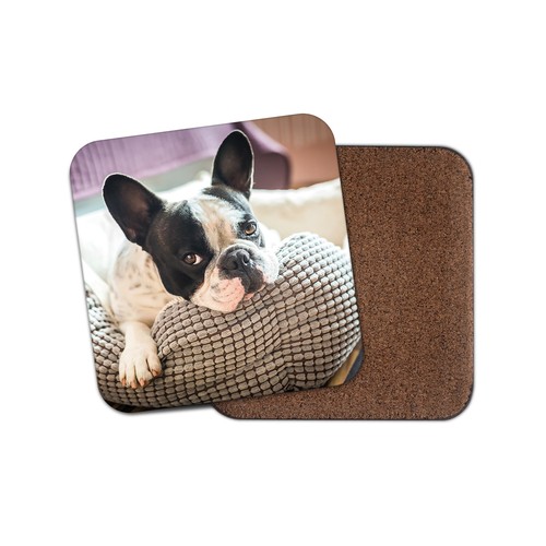 Cute french bulldog - french,