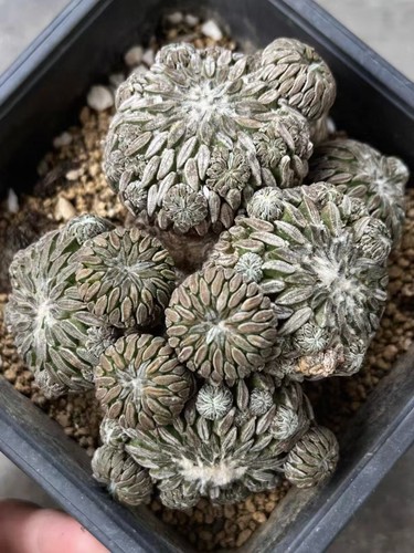 10cm rare live - rare, plant