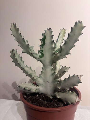 Euphorbia lactea ghost rare - lactea,