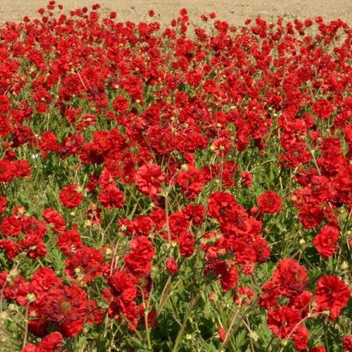 Geum blazing sunset - geum, 'blazing