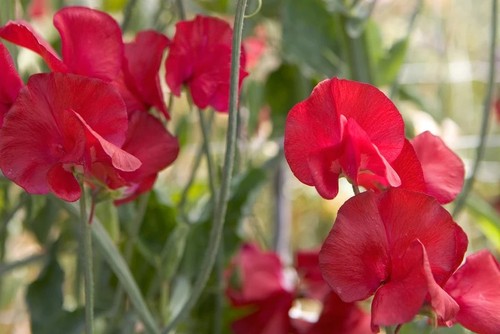 Sweet pea winston churchill - sweet,