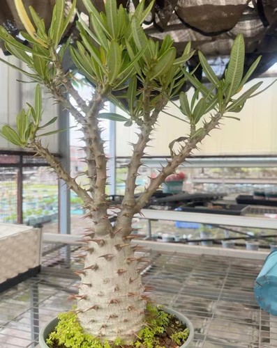 Pachypodium ambongense wysiwyg - ambongense,