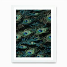 Peacock Feathers Feathers