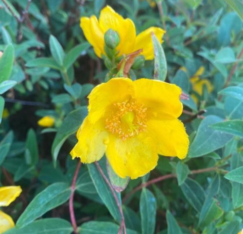 Hypericum calycinum rose of - rose,