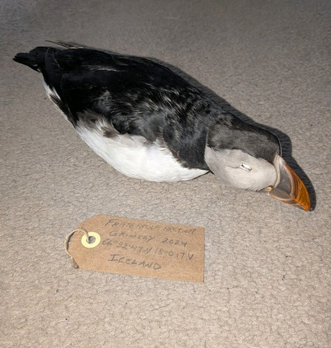 Rare new taxidermy - rare,