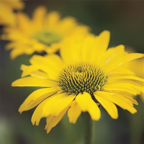 Rhs coneflower card notelet - coneflower,