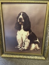 Spaniel Picture In Frame