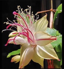 Christmas Thanksgiving Cactus