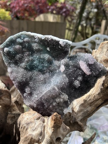 Amethyst flower purple green - purple,