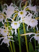 15 Starter Peruvian Daffodil