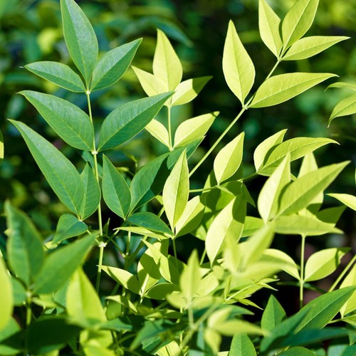 Nandina lemon and - nandina,