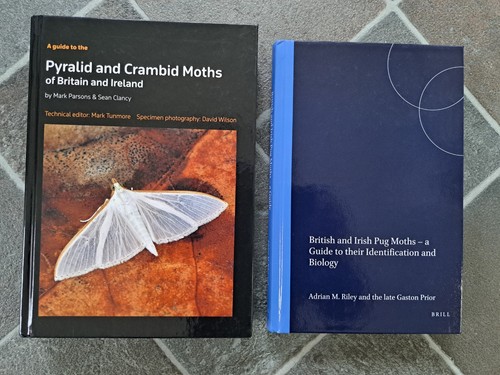 Pyralid and crambid moths - pyralid,