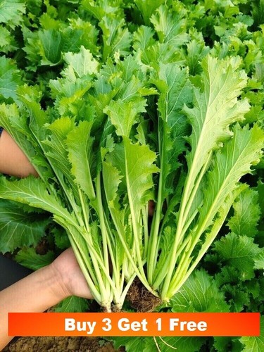 50x snow cabbage - 50x, seeds