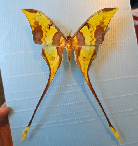 Actias maenas set specimen - actias,