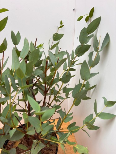 Eucalyptus coccifera tasmanian - coccifera,