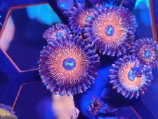 Salted Agave zoas  frag