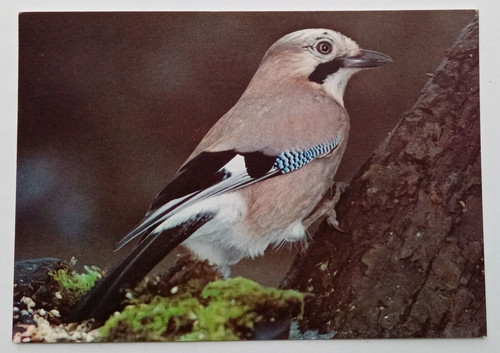 Jay bird postcard - postcard, arthur