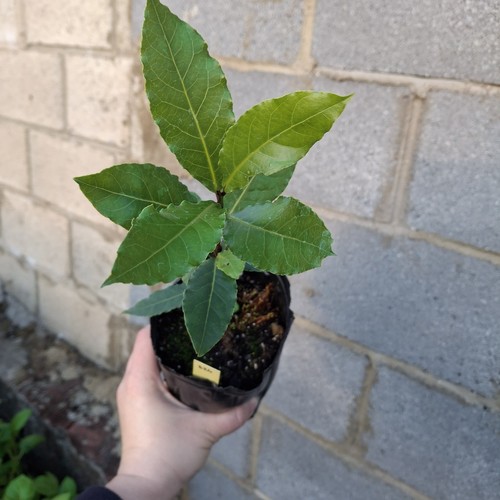 Bay laurel tree - bay,