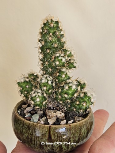Lady finger cactus - 🌵lady,