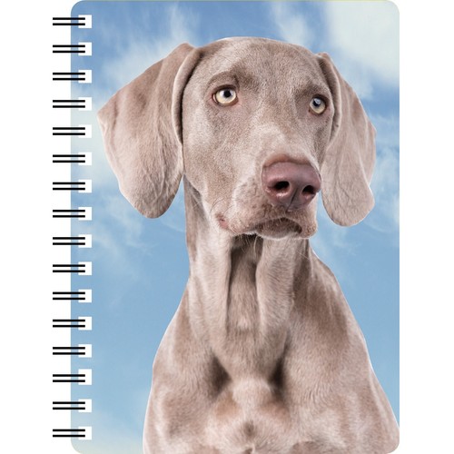 Weimaraner amazing picture - ,