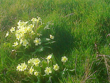 6 Native Primrose