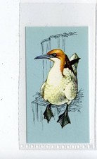 (Jd4243) TETLEY,BRITISH BIRDS,GANNET,1970,#37