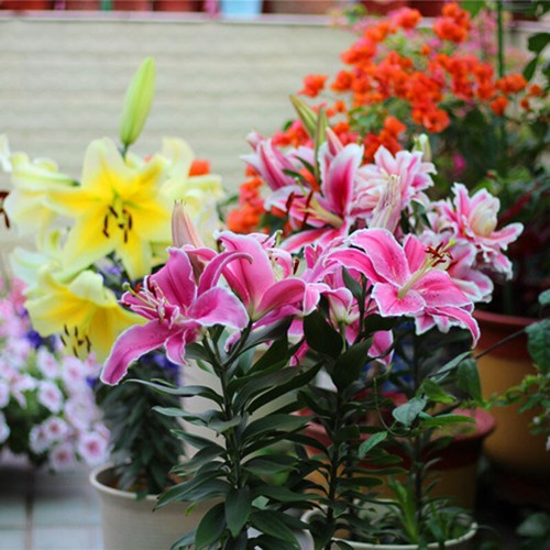 100 lilium seeds - seeds, oriental