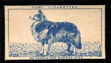 Tobacco Card, Carreras, Turf, FAMOUS DOG BREEDS, 1952, Shetland Sheepdog, #32