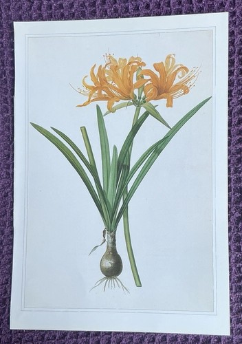 Print golden spider lily by - of,