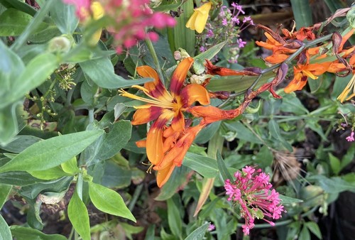 Crocosmia emily mckenzie - 5,