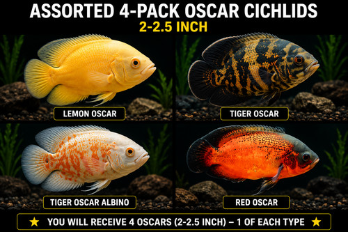 Assorted pack oscar cichlids - oscar,