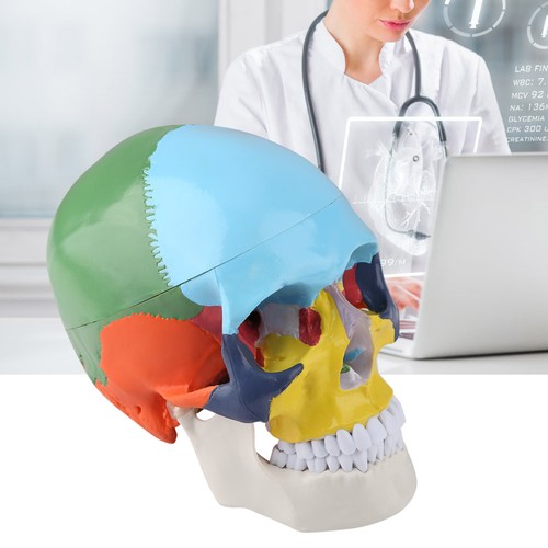 Human skull model - skull,
