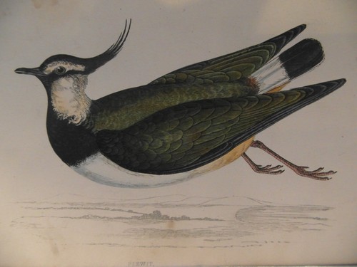 Bird engravings hand coloured - hand,