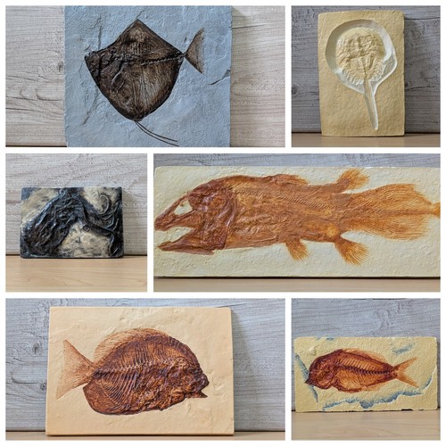 Sea creature fossil replicas - creature,