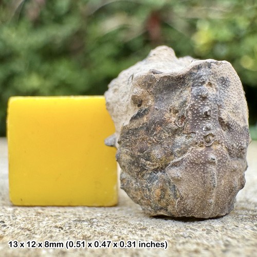 Rare fossil juvenile crab - rare:,