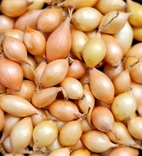 Senshyu Autumn Onion Sets 25, 50, 100 Plant Now Easy To Grow Your Own Veg