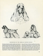 AMERICAN COCKER SPANIEL VINTAGE 1963 PRINT SKETCH PAGE ARTIST BRIDGET OLERENSHAW