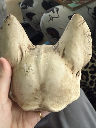 Ancient egyptian cat skull - egyptian,