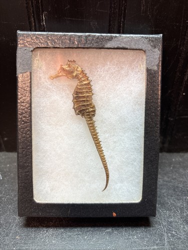 Vtg seahorse hippocampus - vtg,