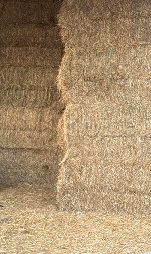 Hay bales beautiful june - hay, made